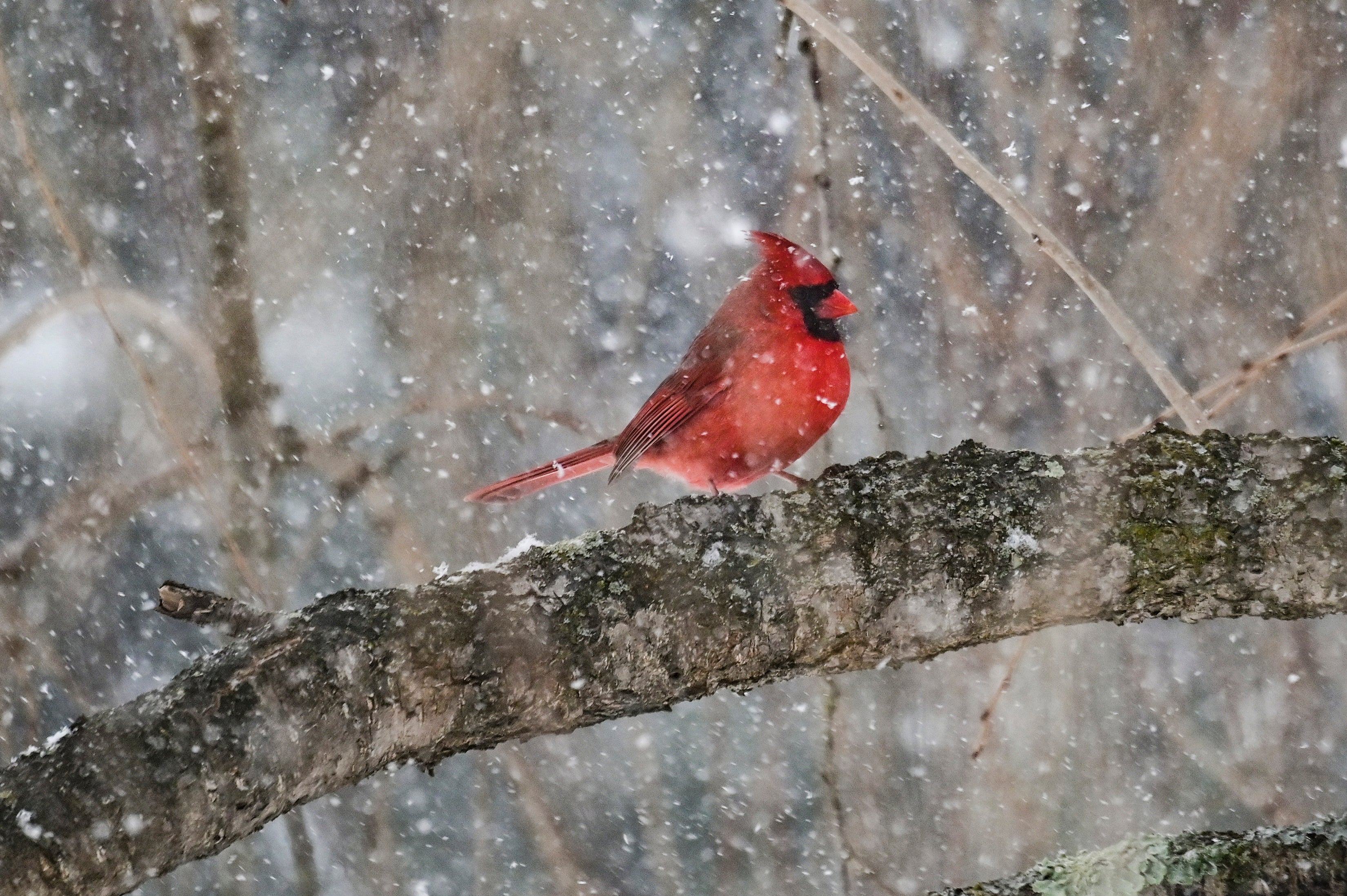 Cardinal in the snow