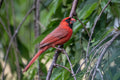 Cardinal eating sunflower