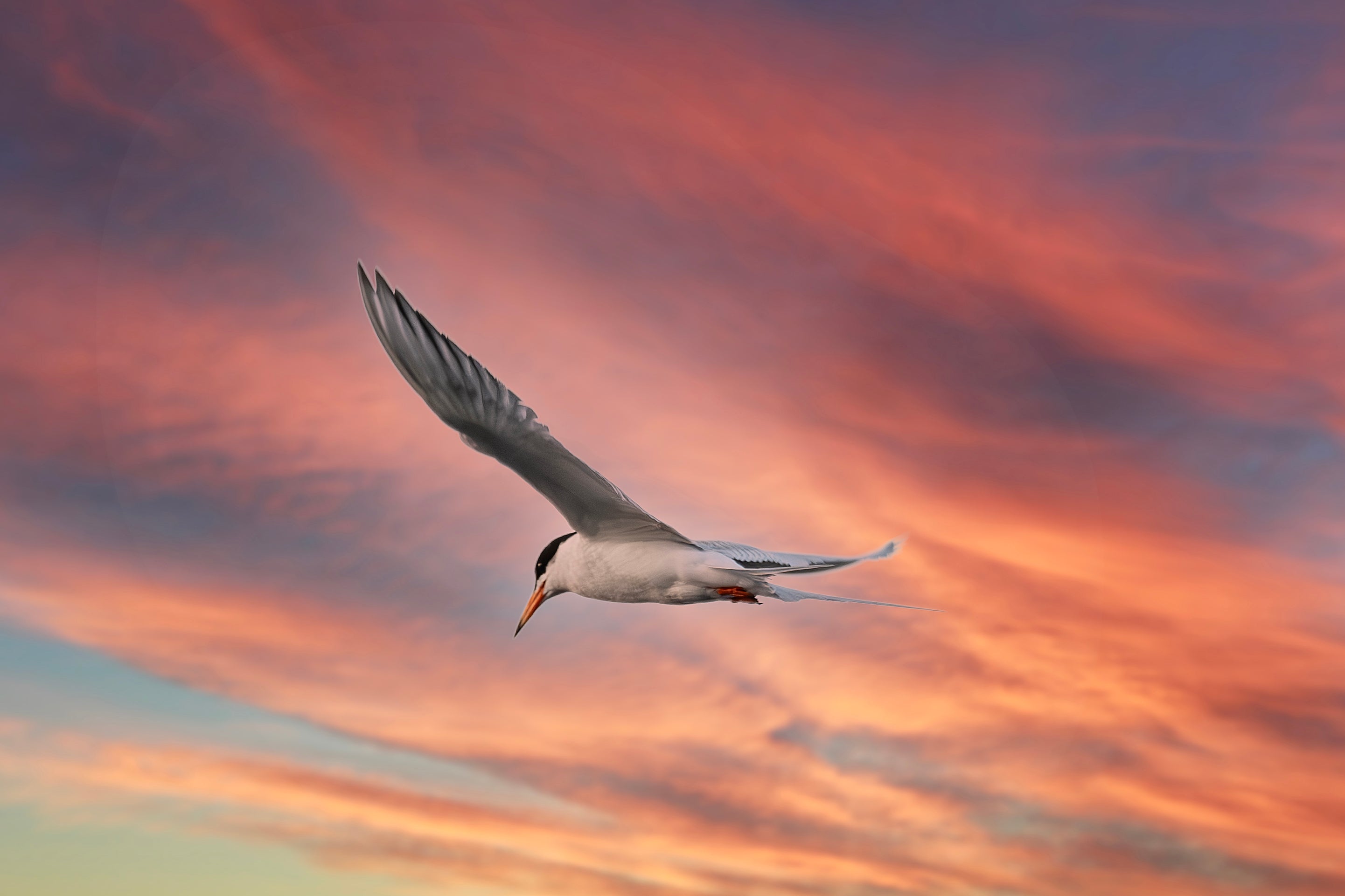 New Jersey Tern with red sky