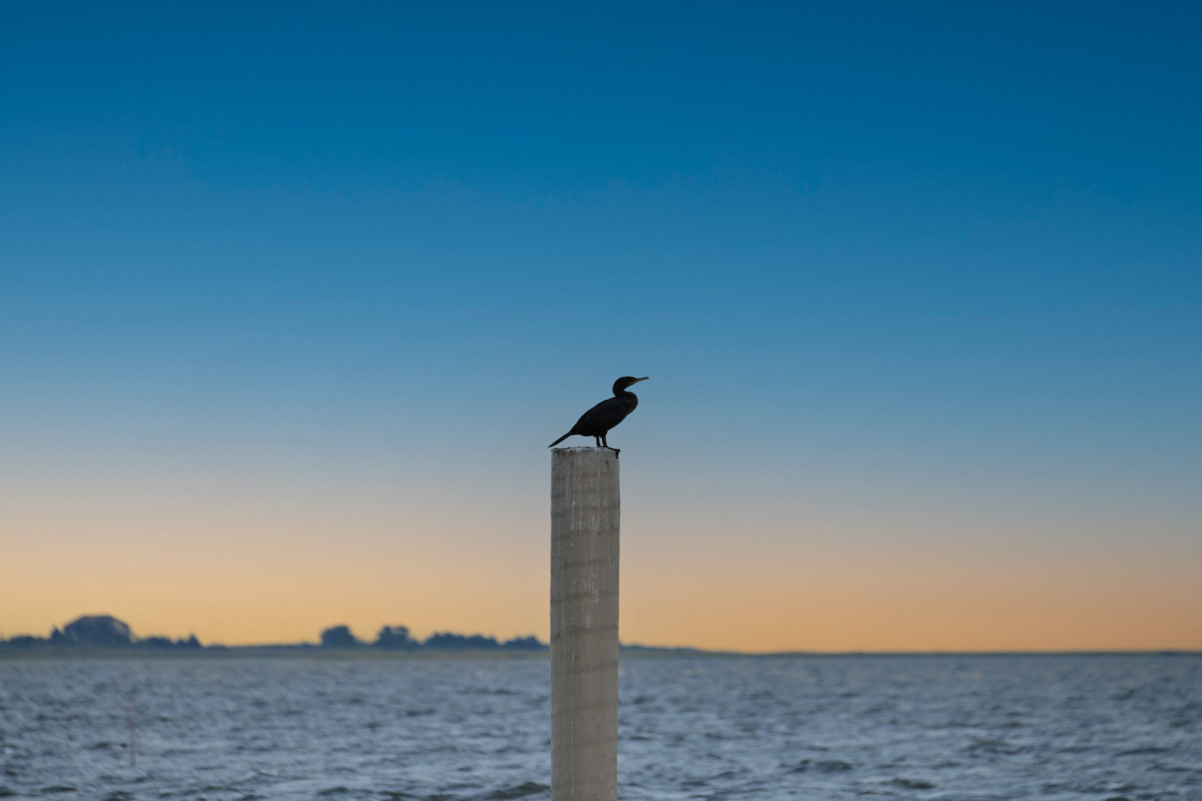 Cormorant on a piling