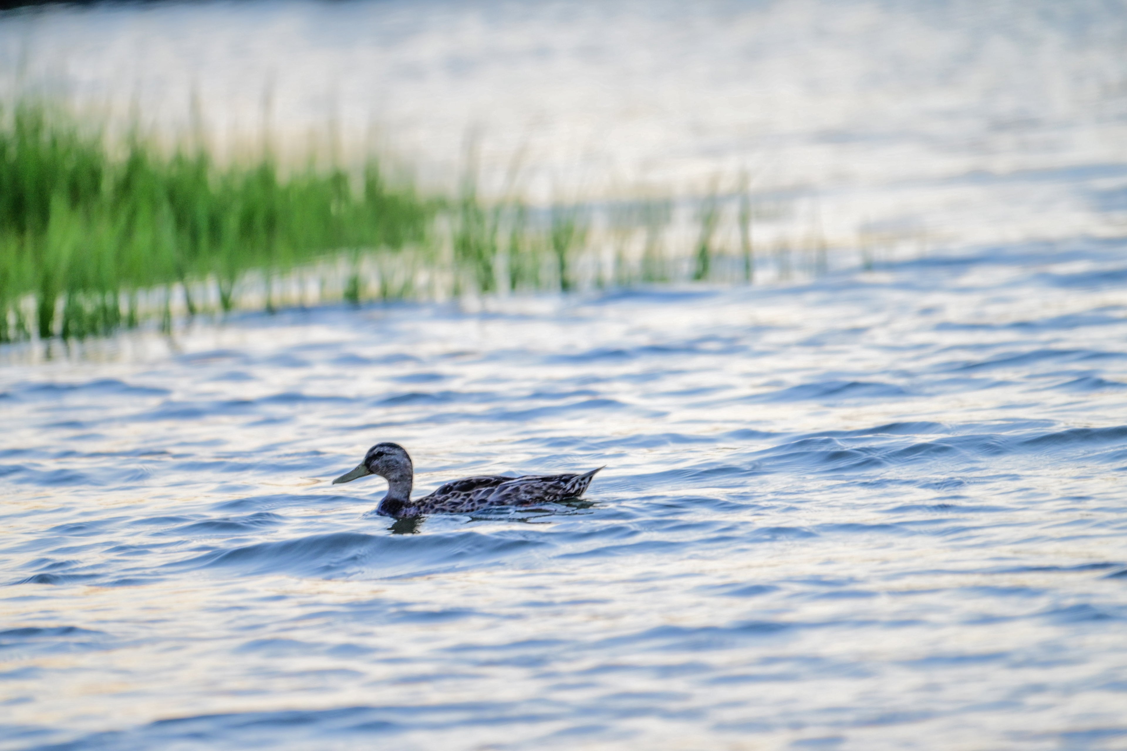 Duck in the marsh