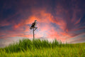 Osprey Sunset