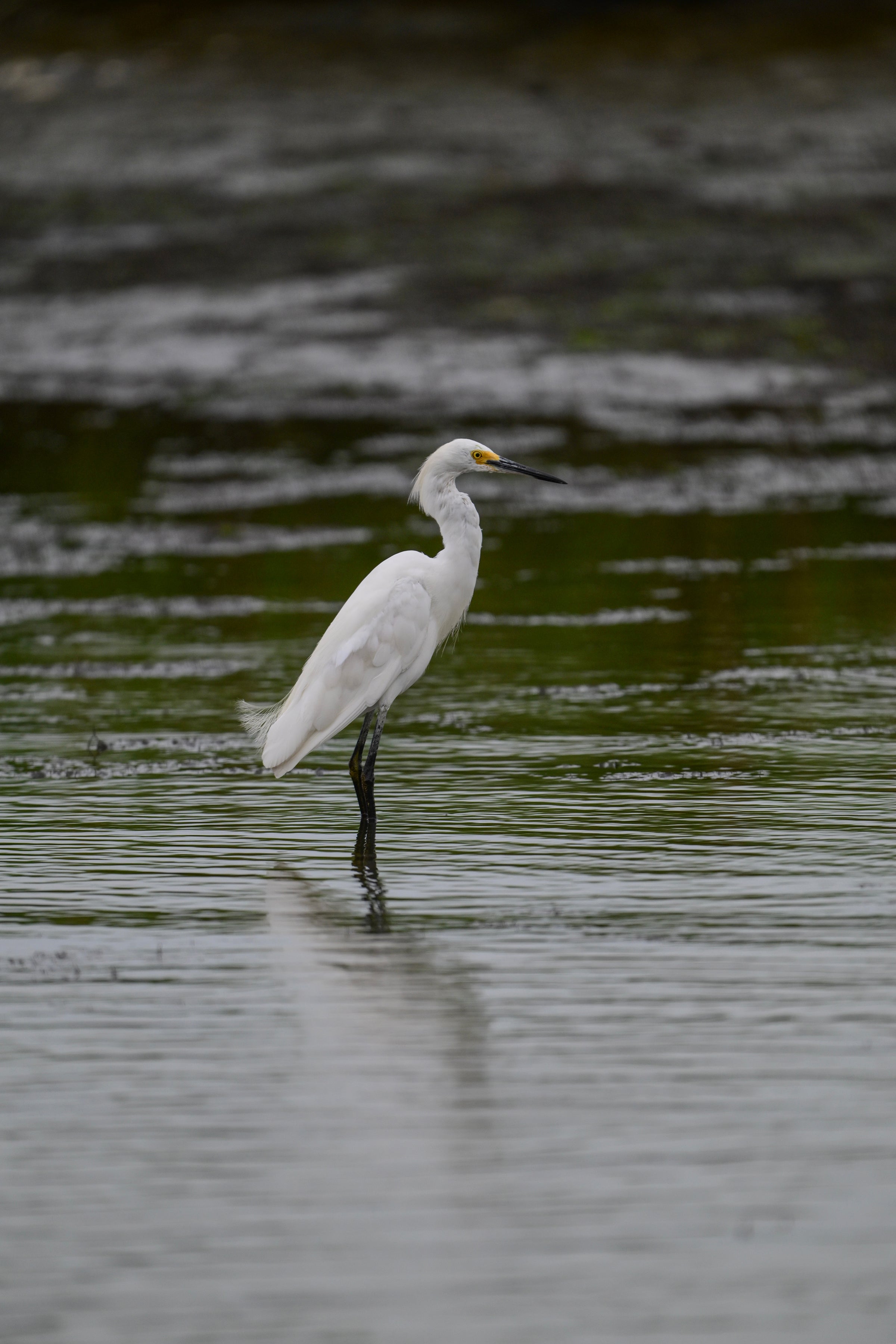 Egret hunting