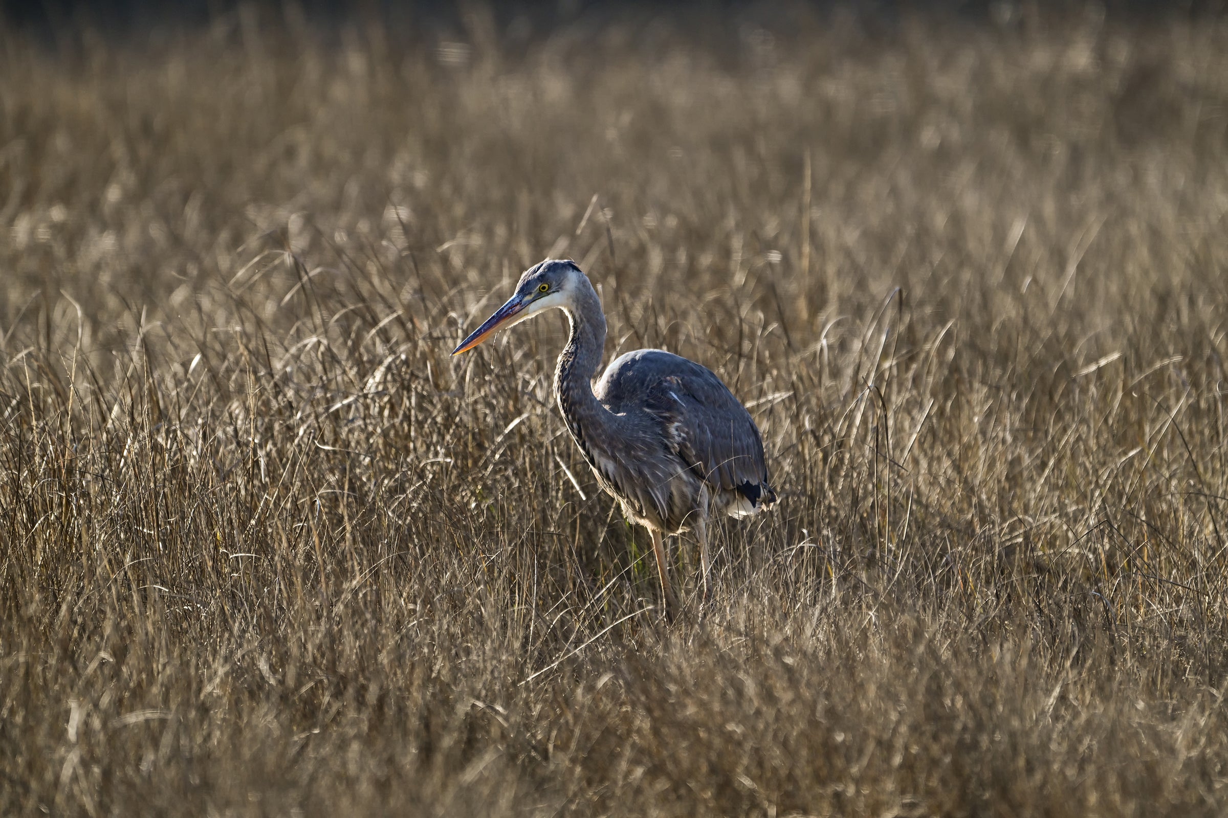Heron hunting
