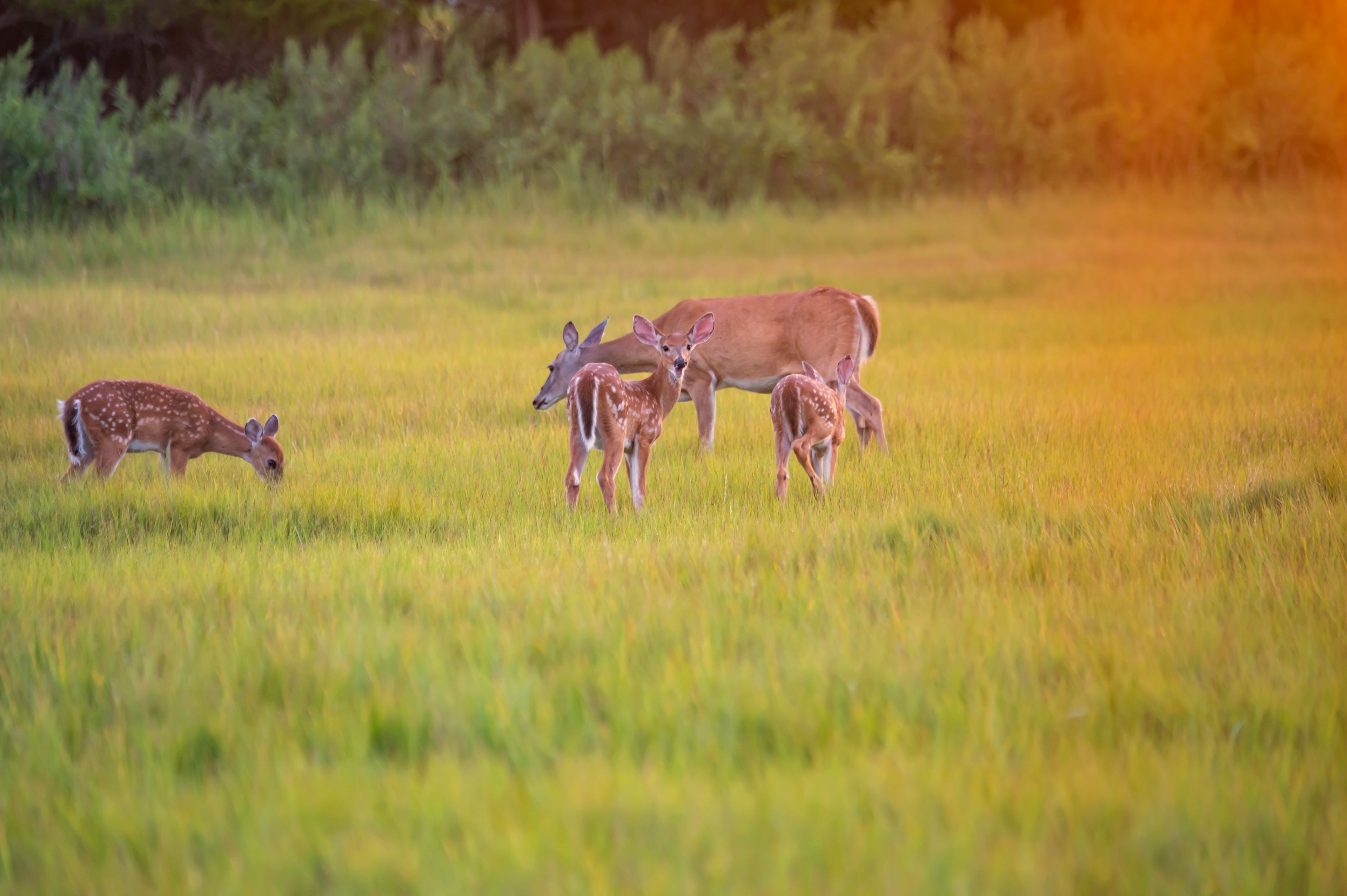 Deer in field