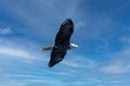 American Bald Eagle flying in the blue sky