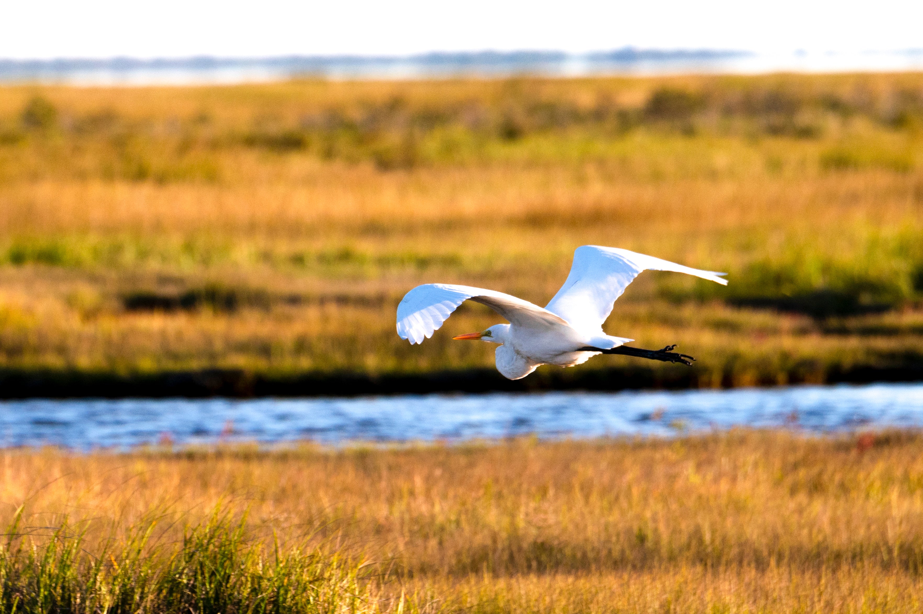 Egret in flight