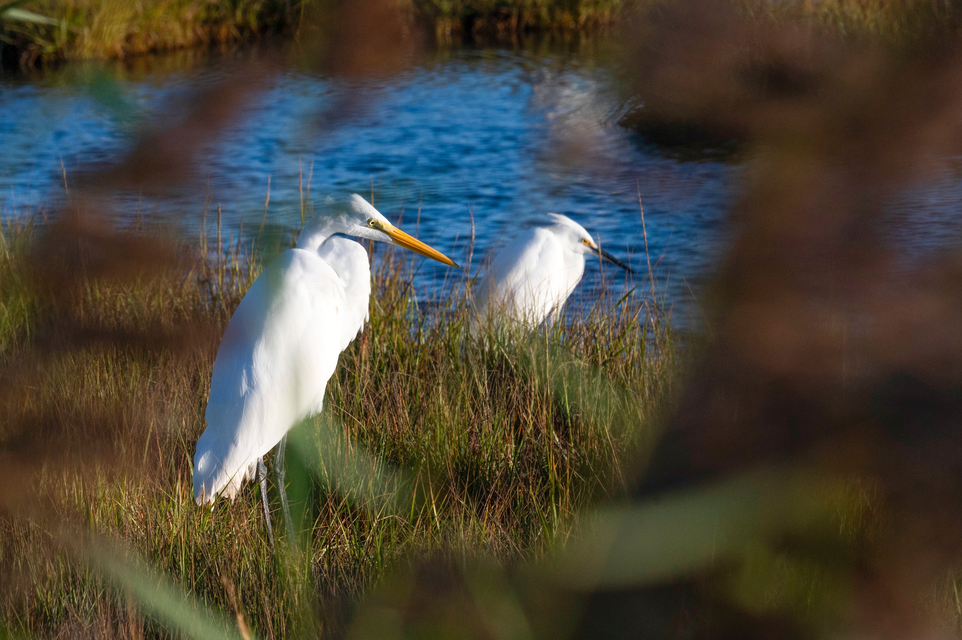 Egrets Hunting