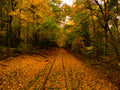 Fall train tracks