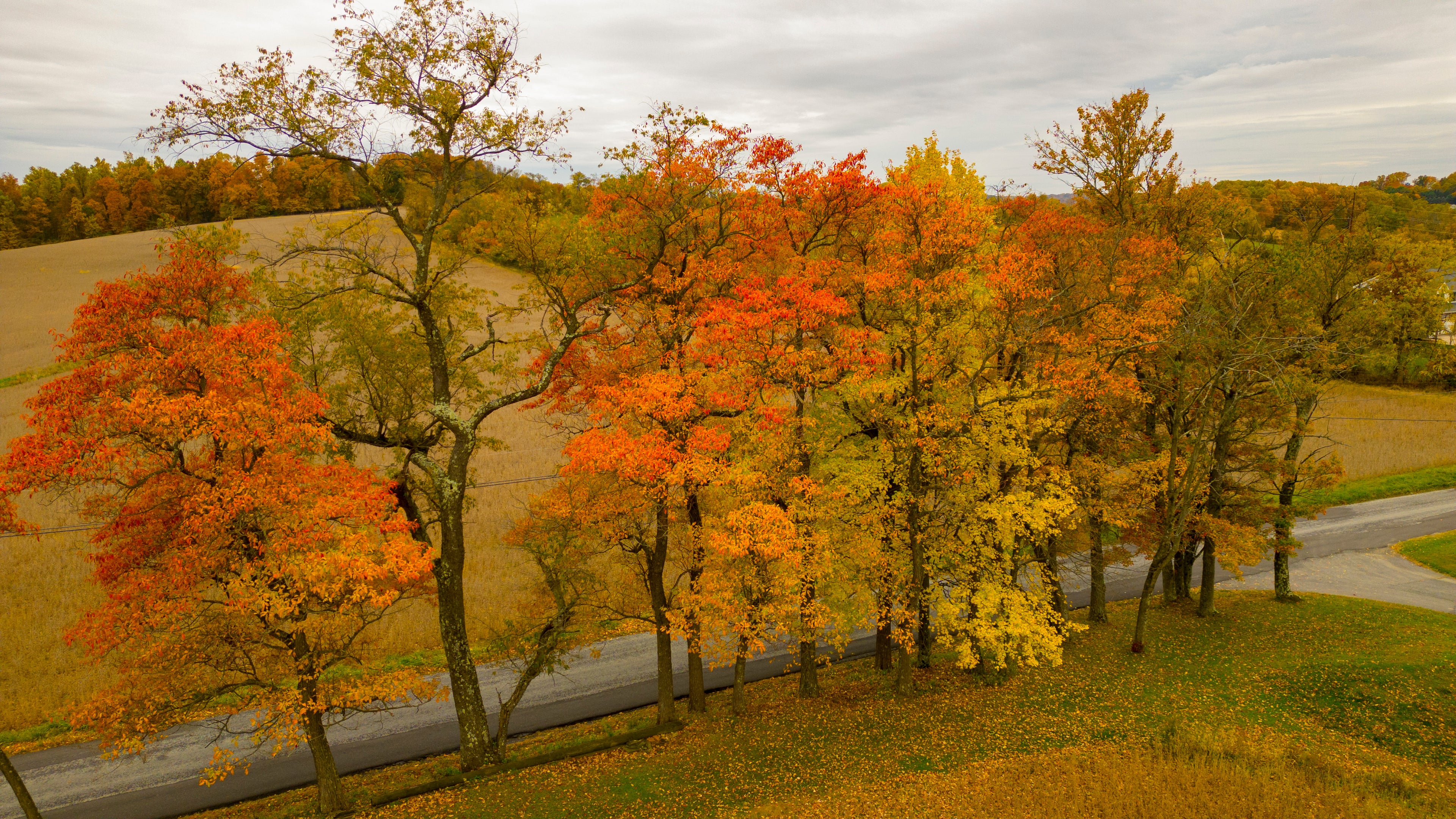 Bright Fall Trees