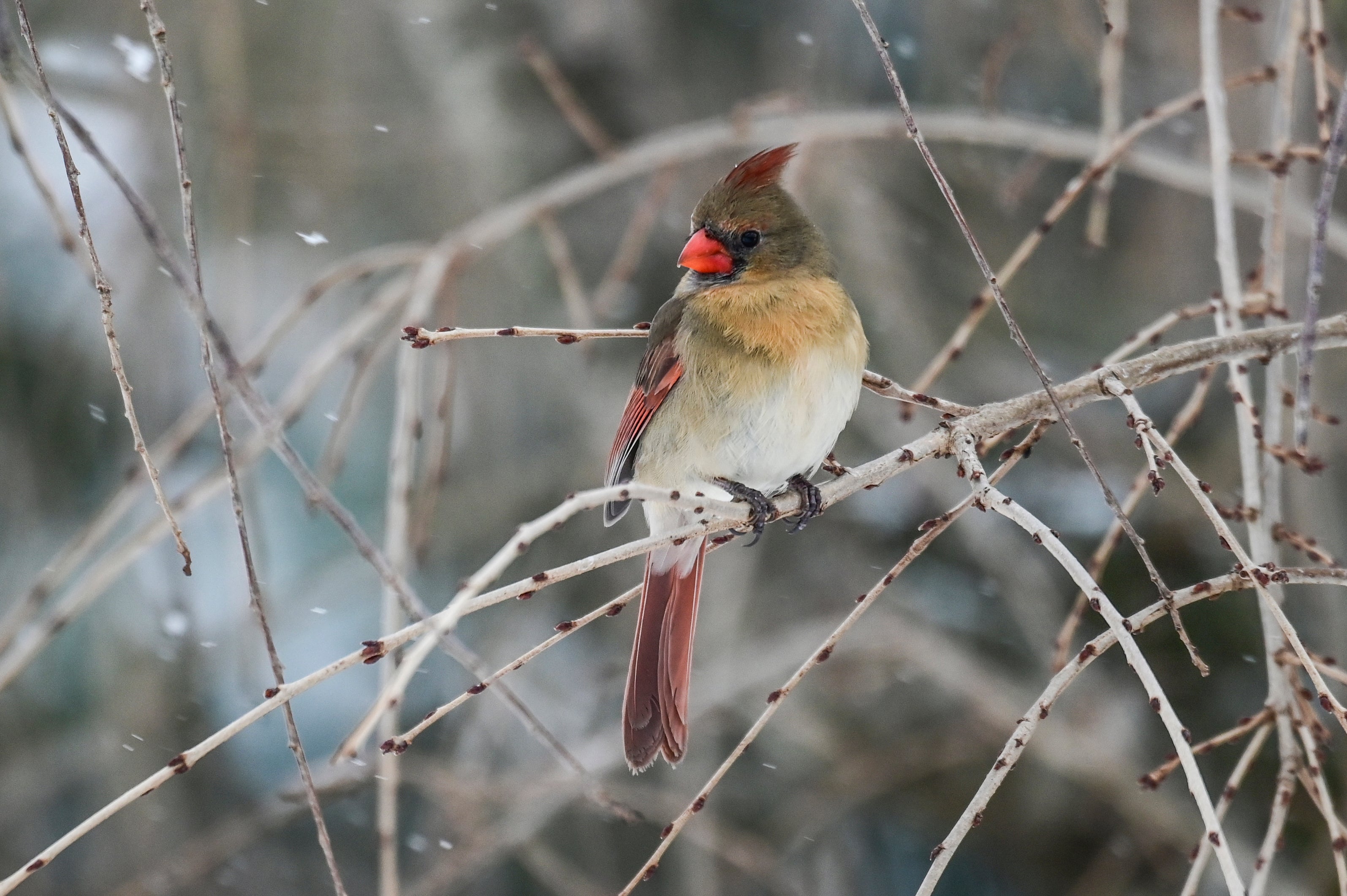 Female cardinal in the snow 2