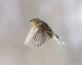 Female finch in flight wildlife photography print by Lisa Lake Photography