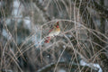 Female cardinal in the snow