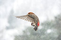 Male finch in flight