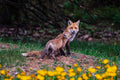 Fox with pup