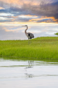 Heron on the Marsh