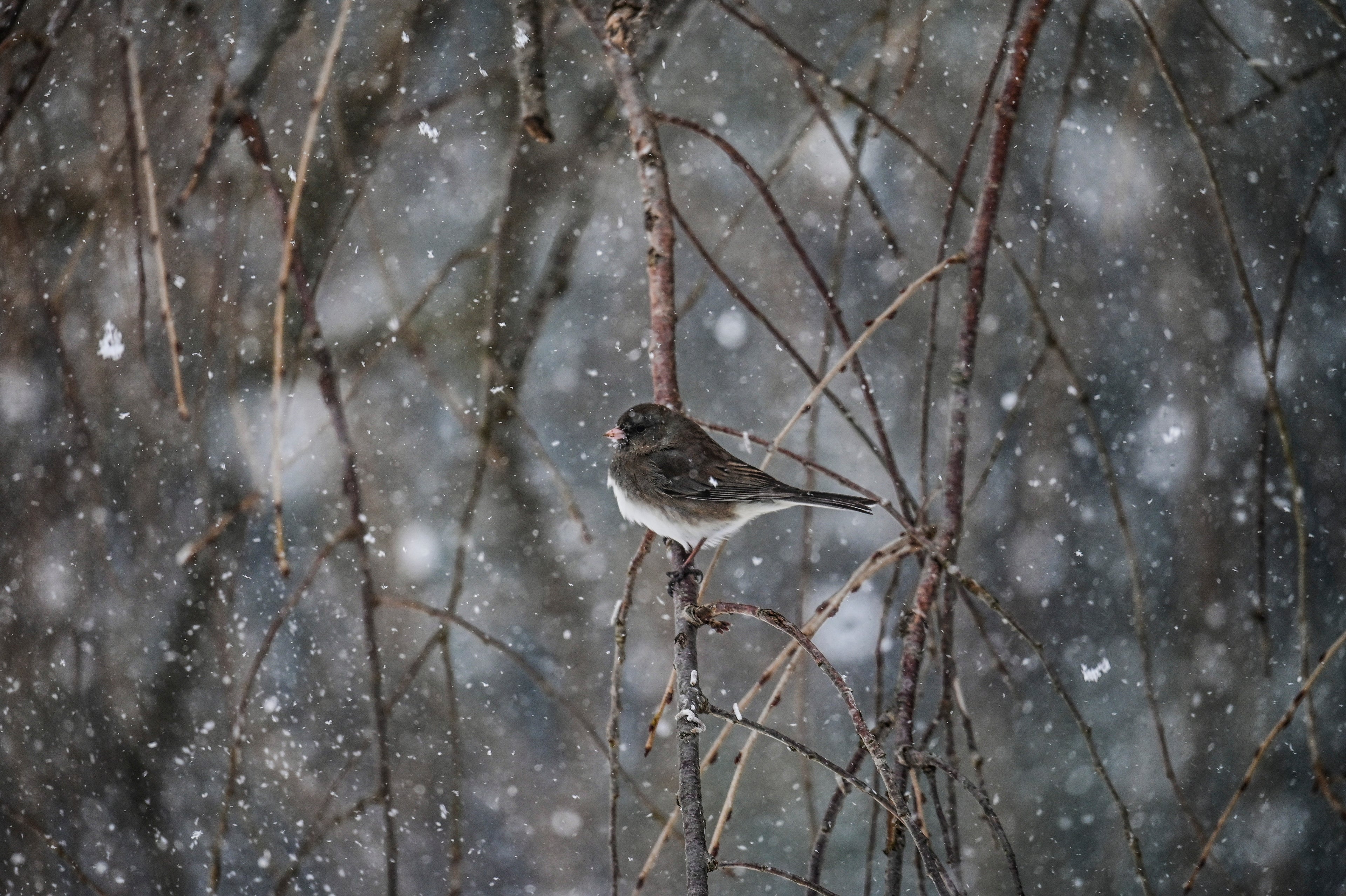 Junco in the snow