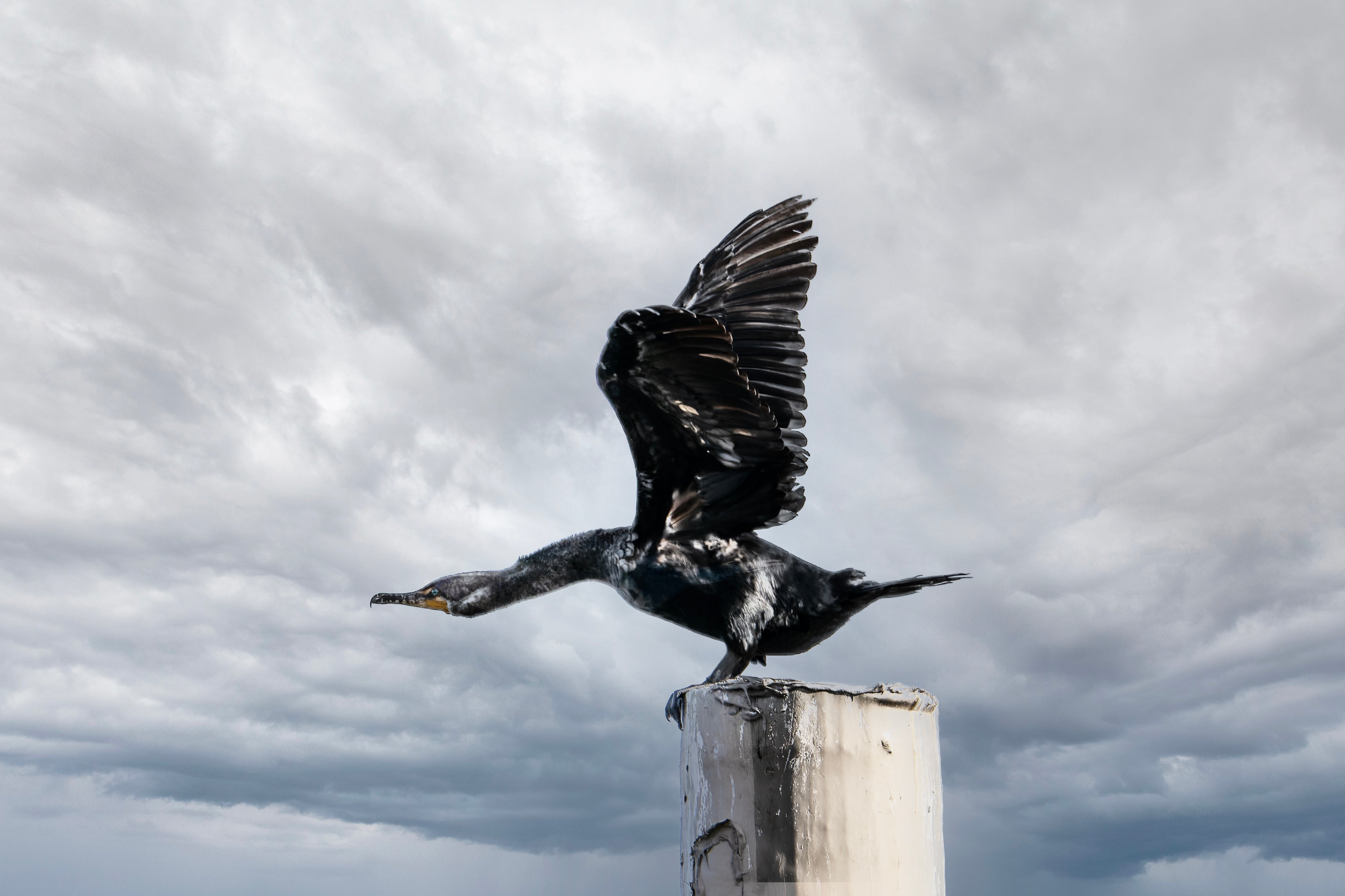 Cormorant taking off
