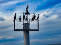 Commorants perched on a structure against a cloudy sky. Photography print by Lisa Lake Photography.