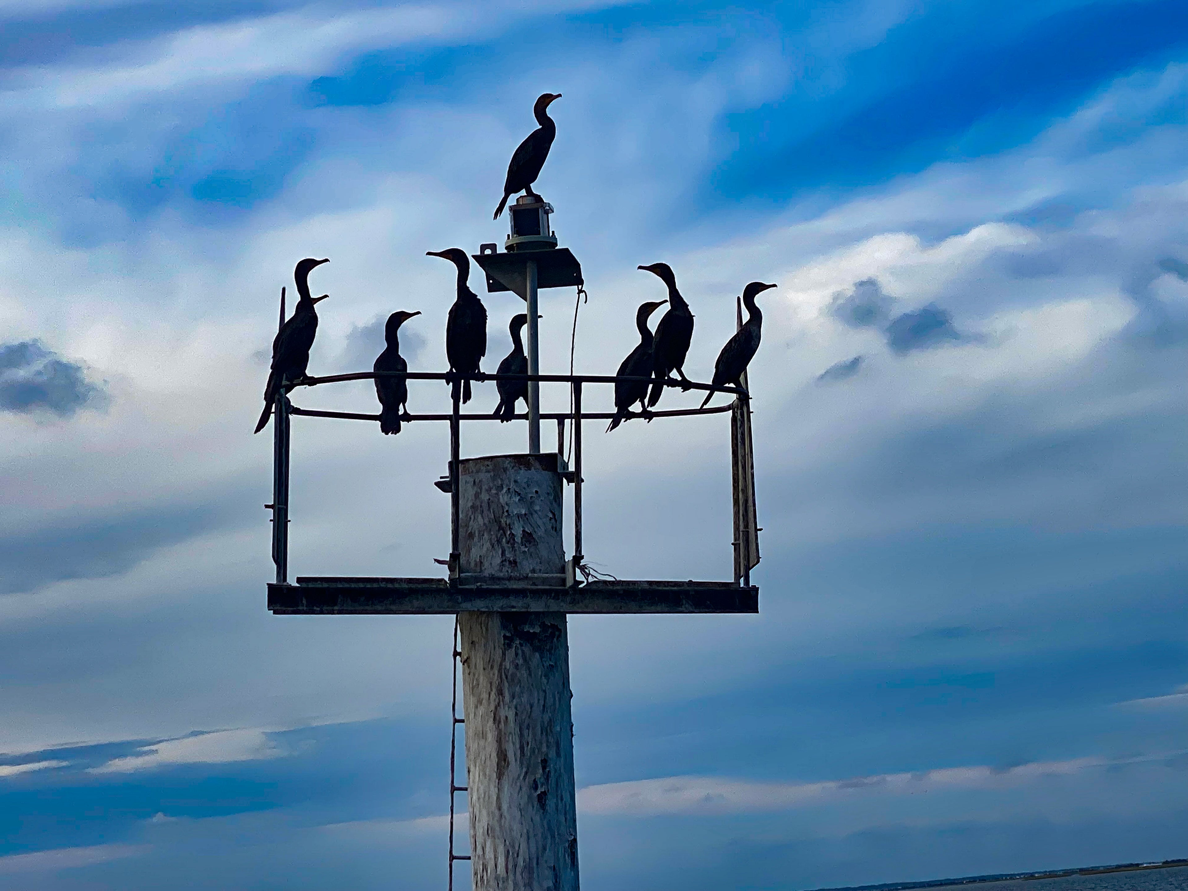 Cormorants on buoy