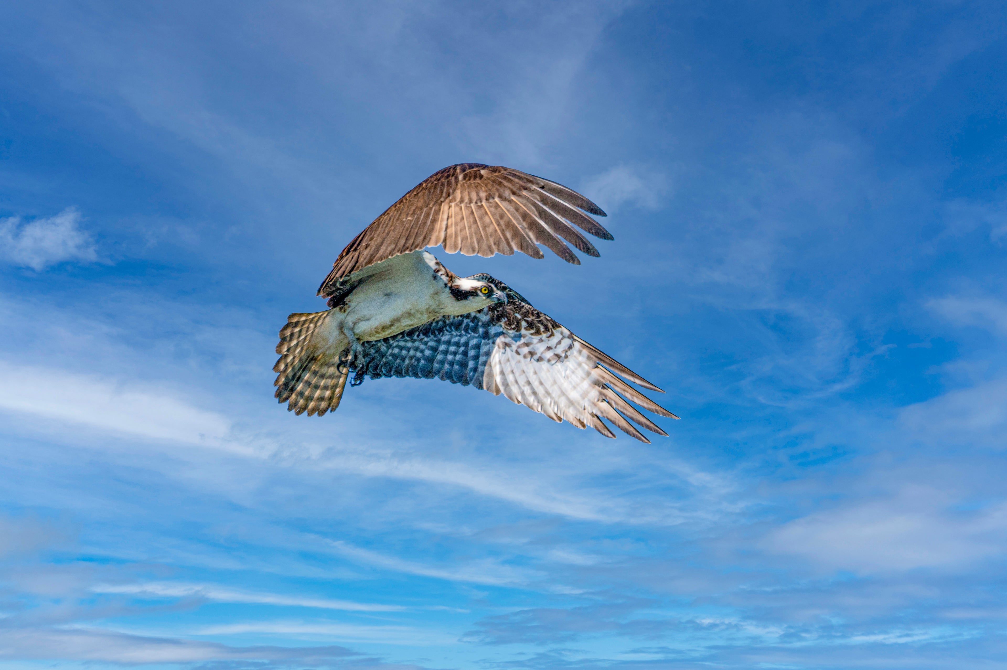 Osprey in flight