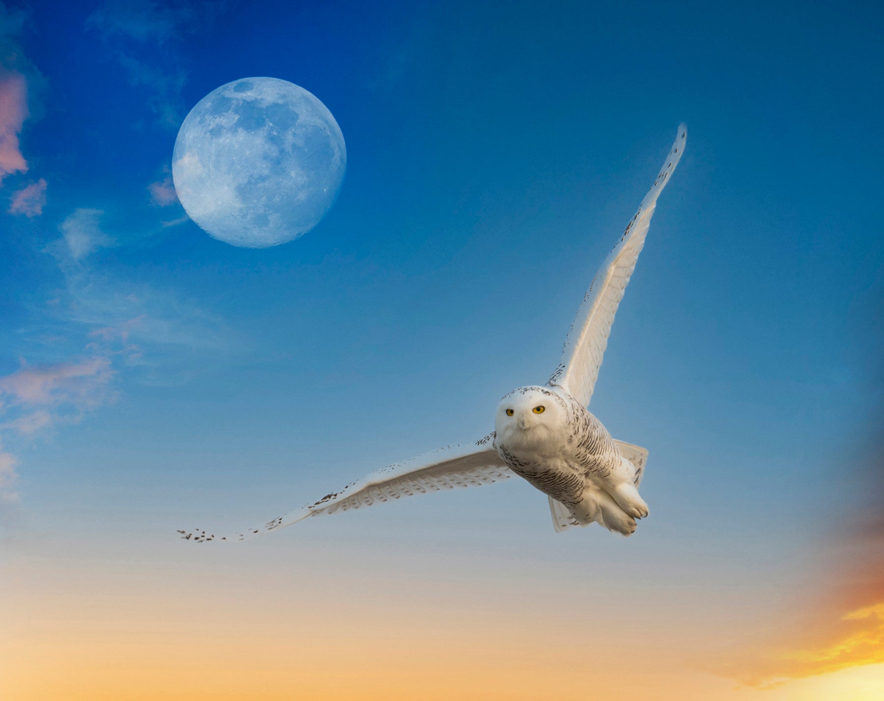 Owl with moon