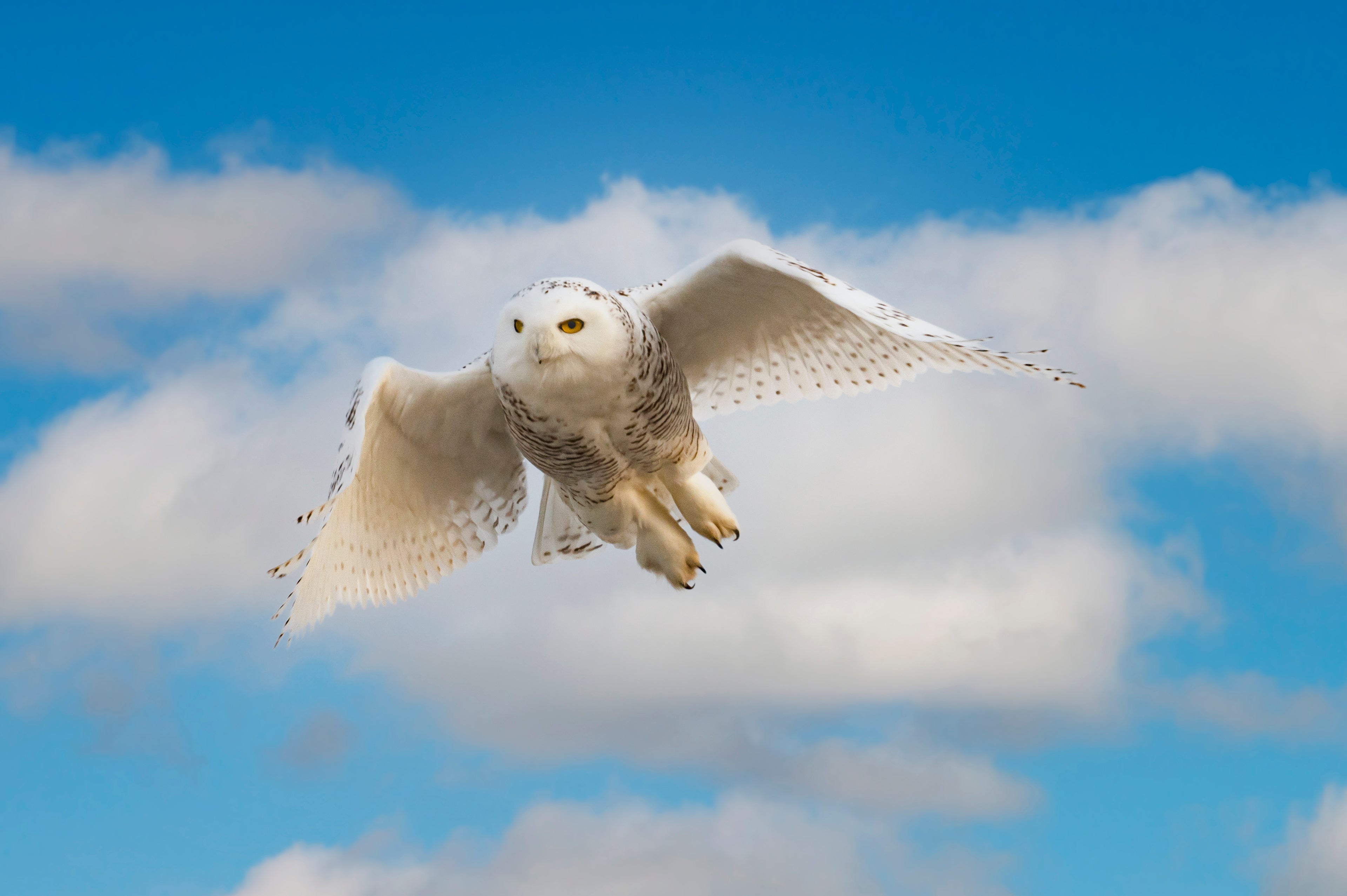 Snowy Owl in flight