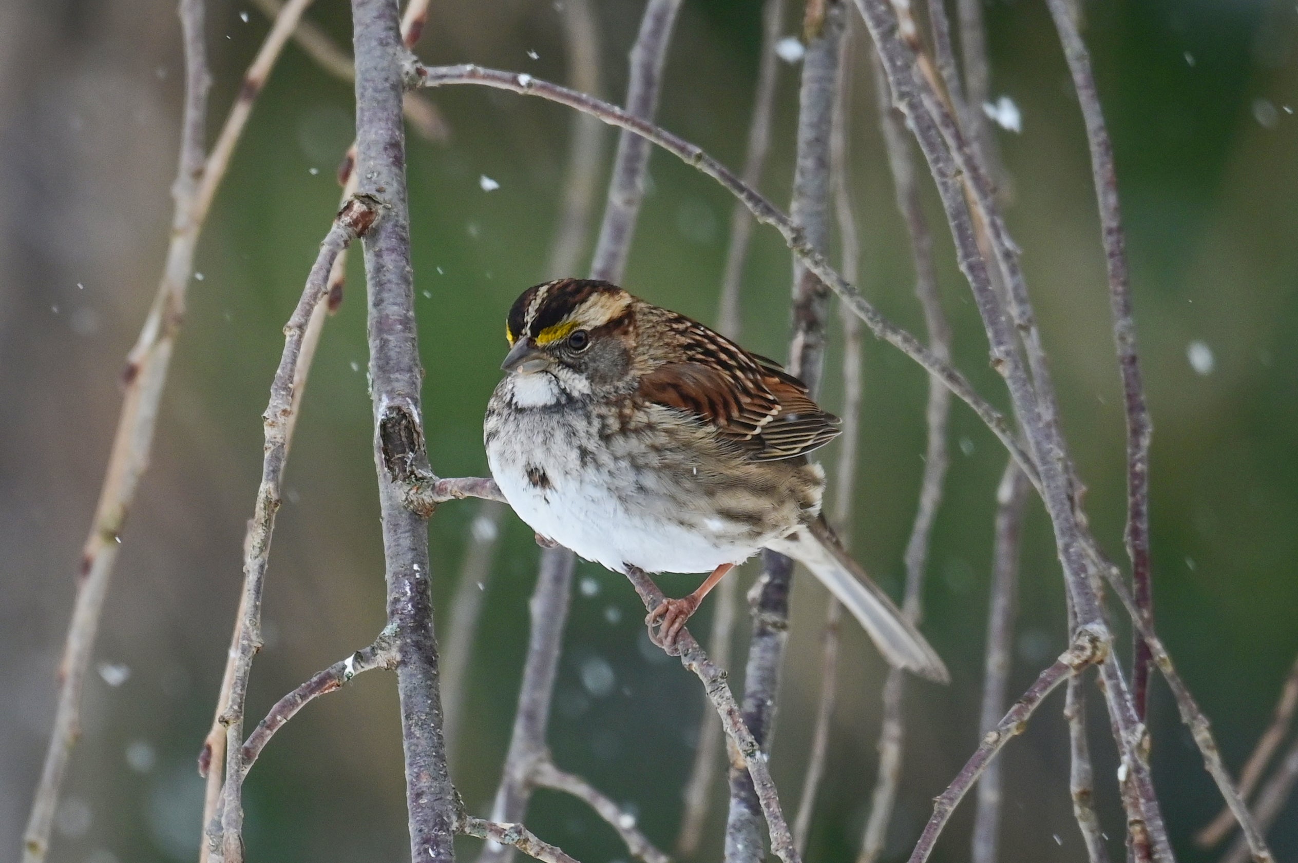Sparrow in snow