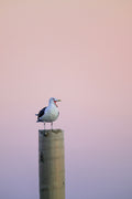 Seagull perched on a pole against a pinkish-purple sky. Print by Lisa Lake Photography.