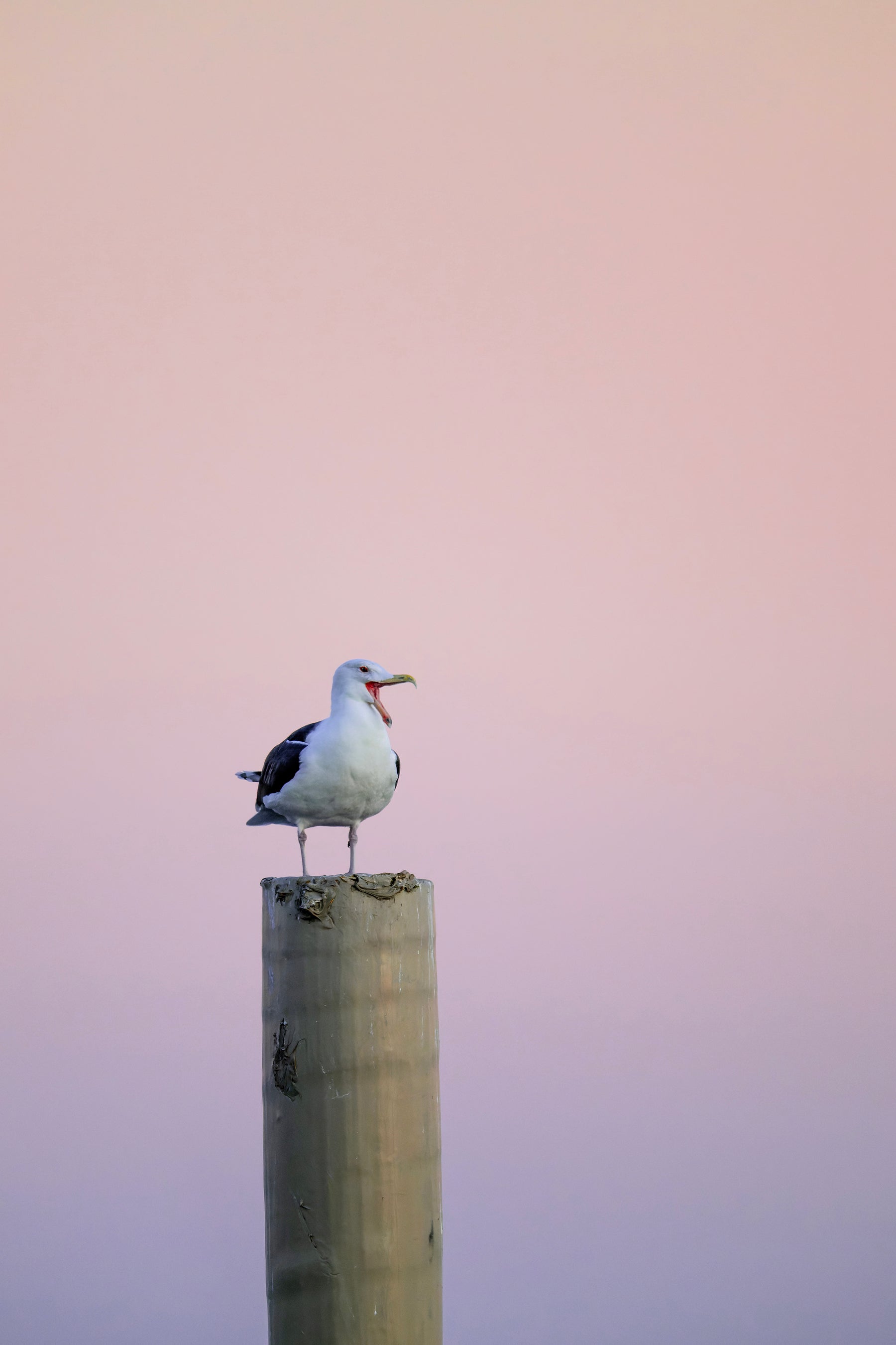Talking seagull on a piling