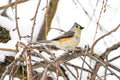 Tufted titmouse bird in the snow