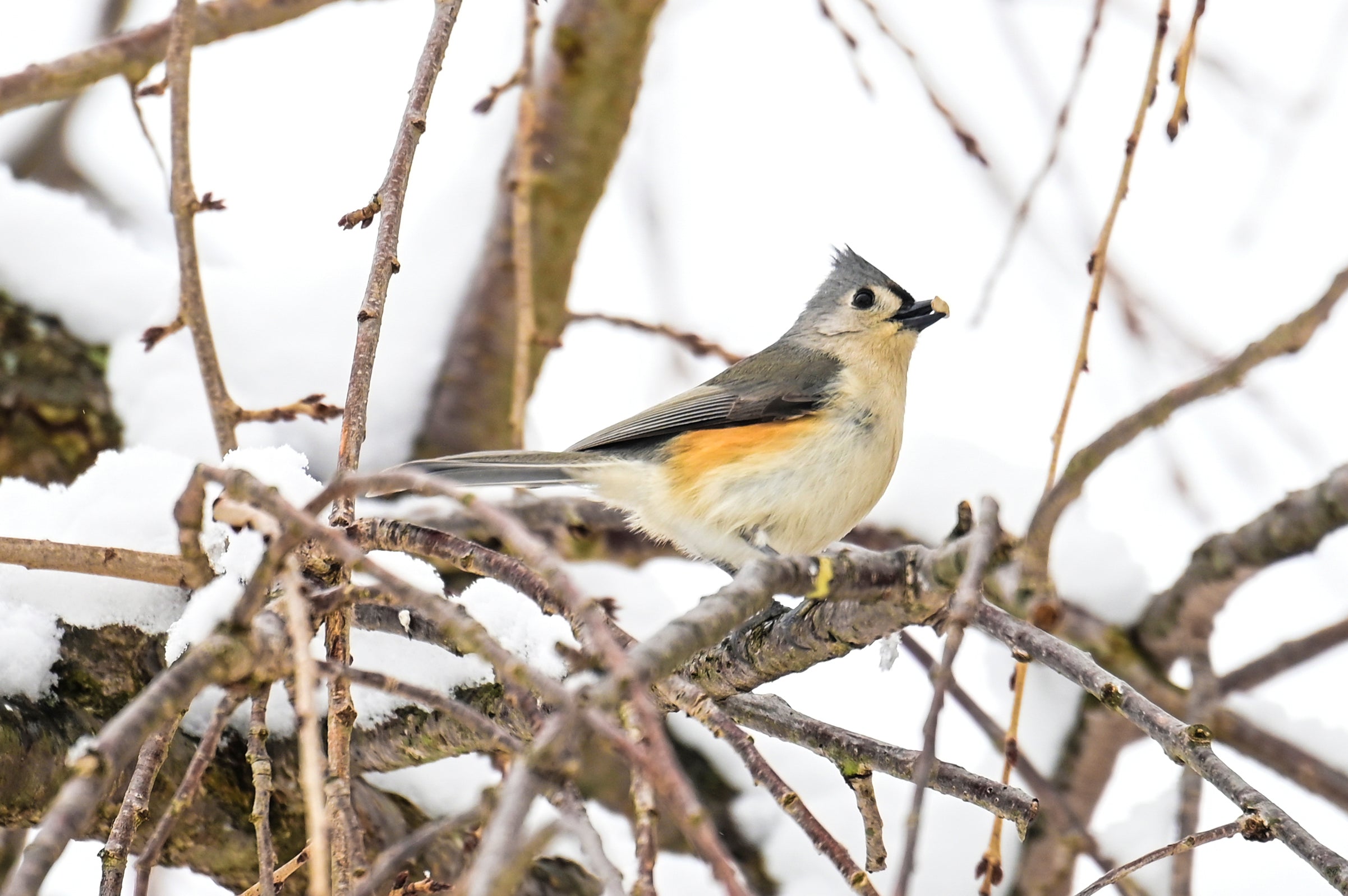 Tufted titmouse bird in the snow