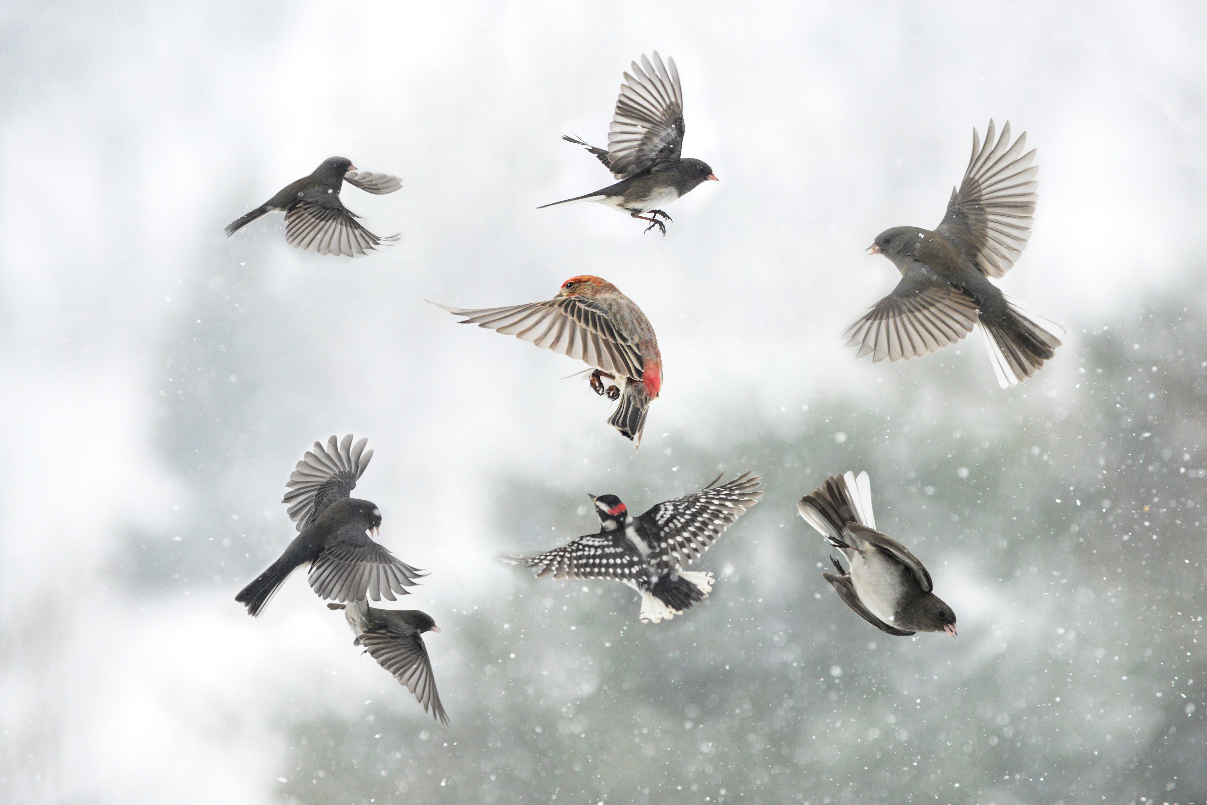 Backyard Birds Collage