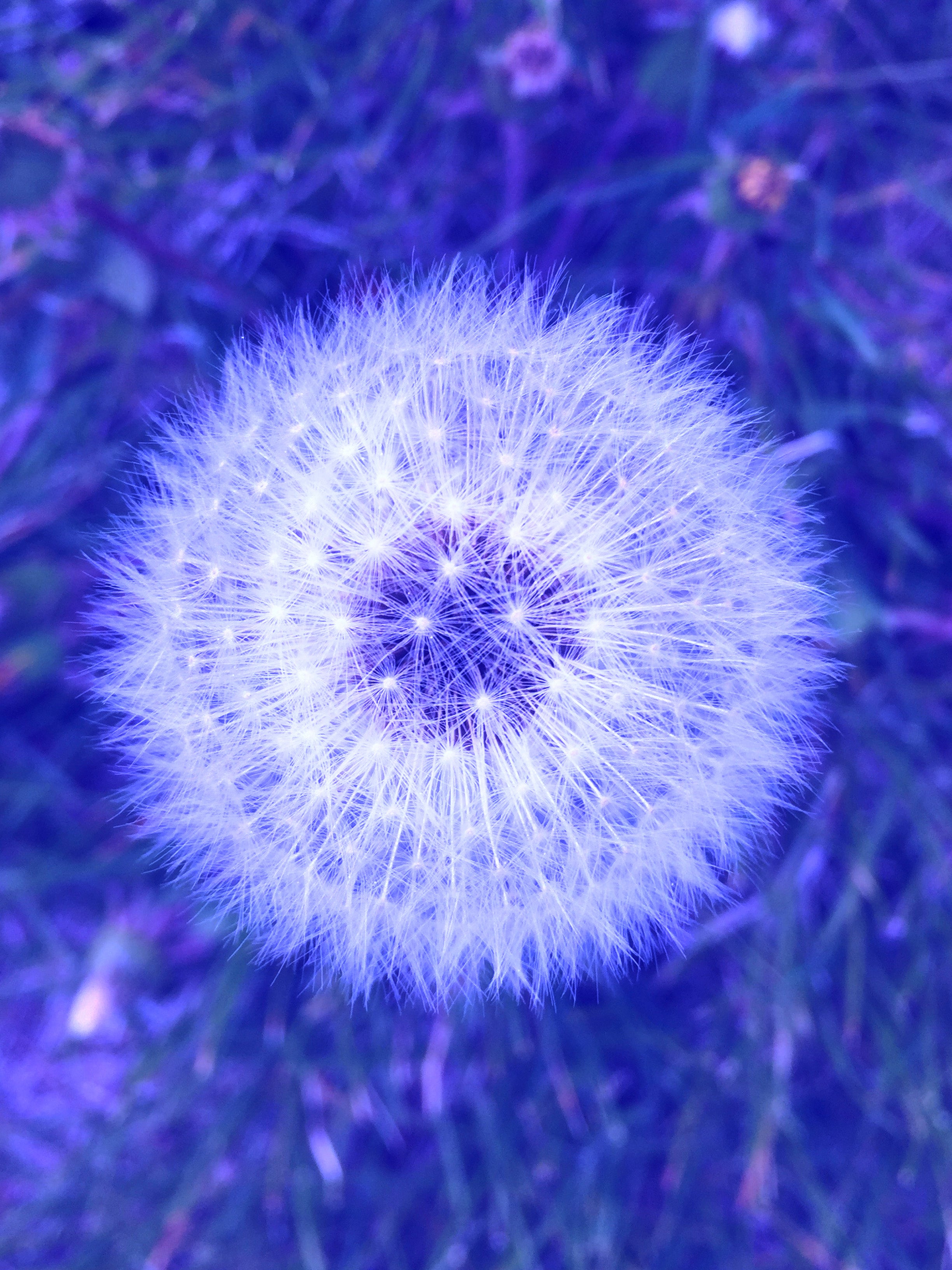 Blue Dandelion