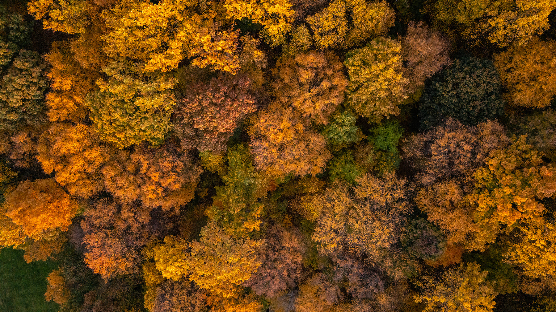 Aerial view of fall trees