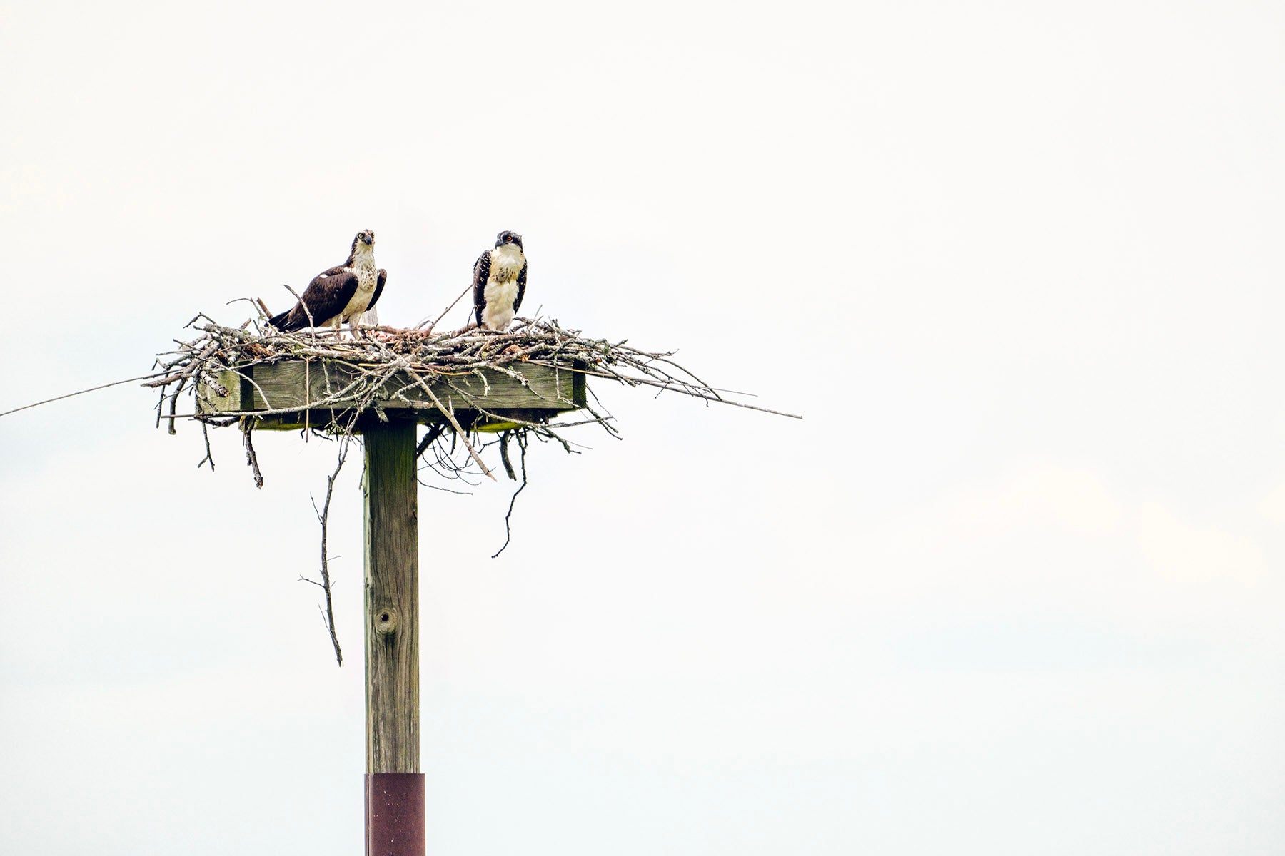 Ospreys Nesting