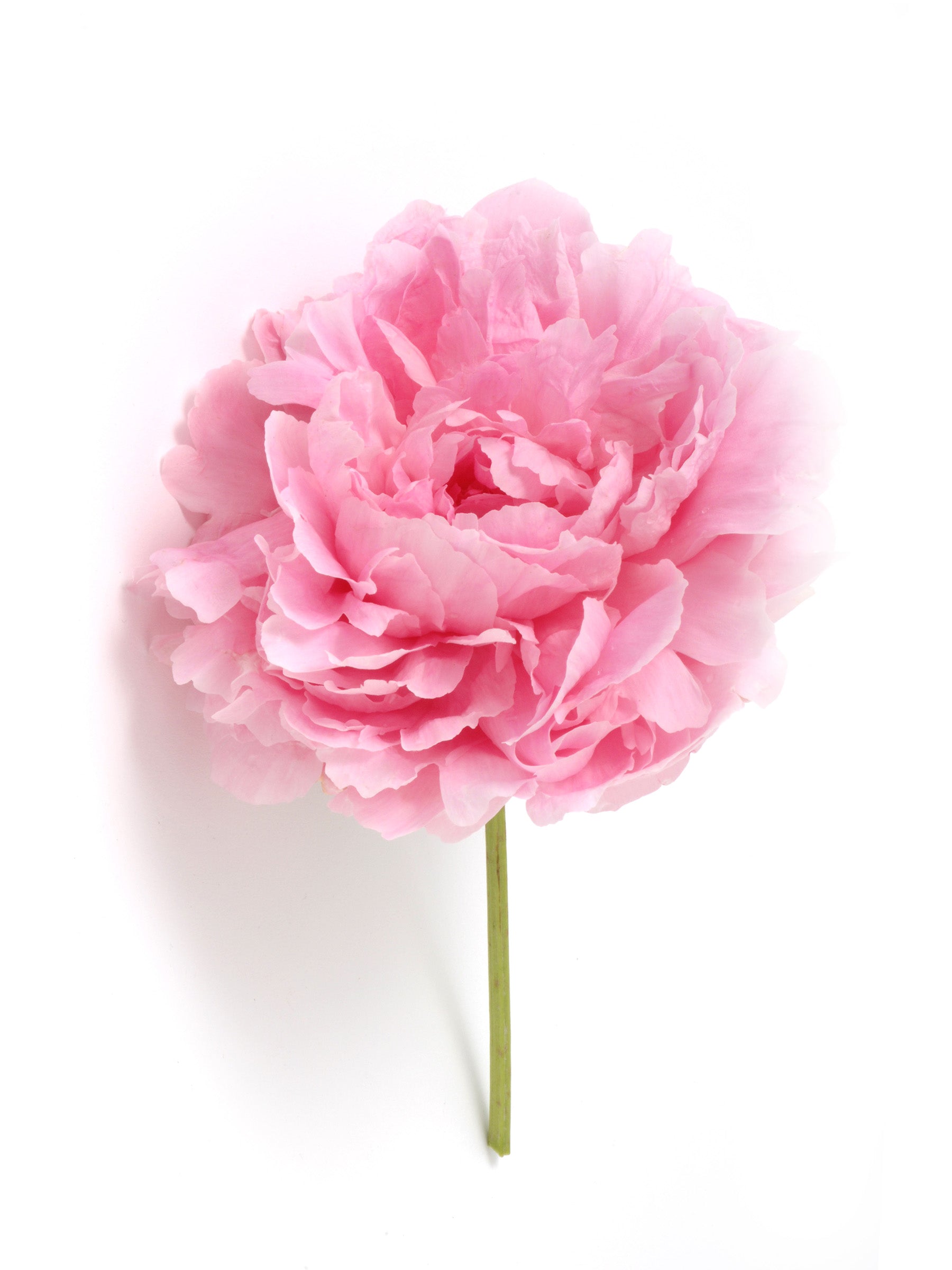 Pink peony on white background