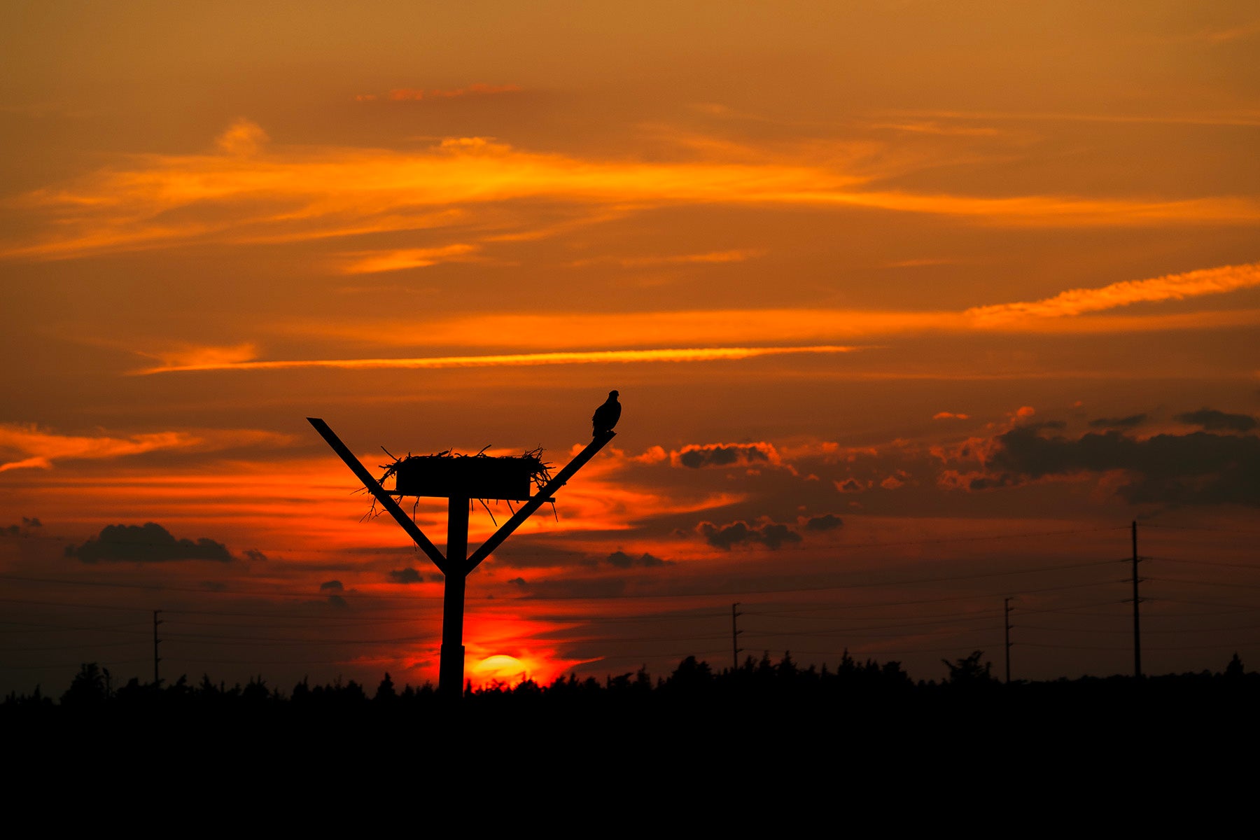 Osprey sunset silhouette